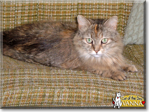 Vanna, the Cat of the Day