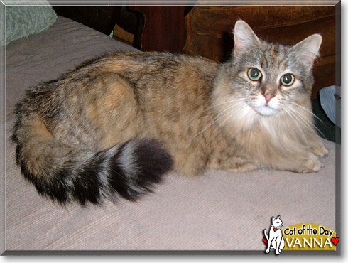 Vanna, the Cat of the Day Vanna, the Cat of the Day