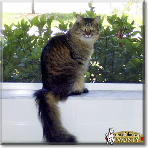 Monty, the Cat of the Day Monty, the Cat of the Day