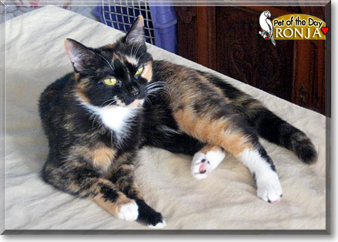 Ronja, the Cat of the Day