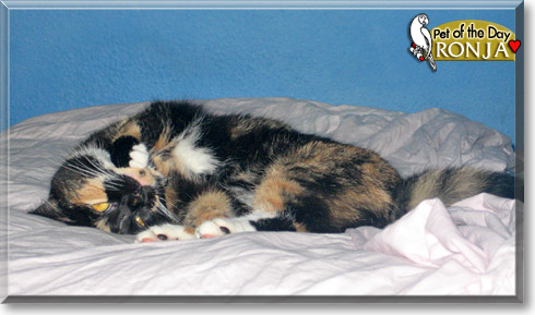 Ronja, the Cat of the Day Ronja, the Cat of the Day