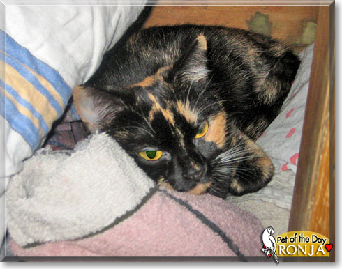 Ronja, the Cat of the Day Ronja, the Cat of the Day