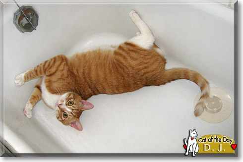 D.J., the Cat of the Day D.J., the Cat of the Day