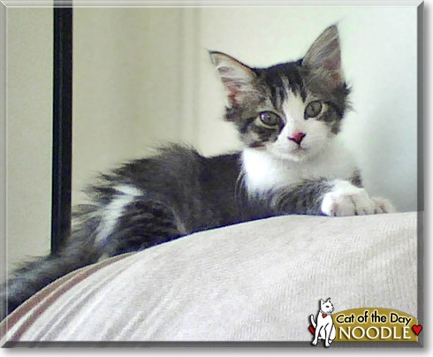 Noodle, the Cat of the Day