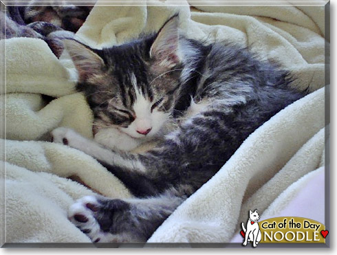 Noodle, the Cat of the Day Noodle, the Cat of the Day