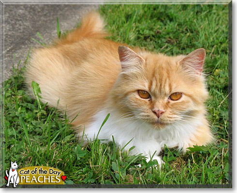 Peaches, the Cat of the Day