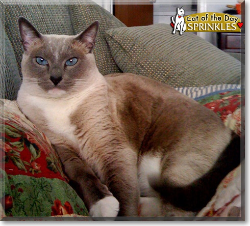 Sprinkles, the Cat of the Day