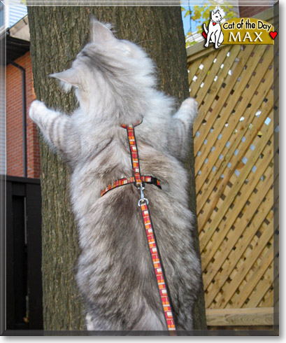 Max, the Cat of the Day