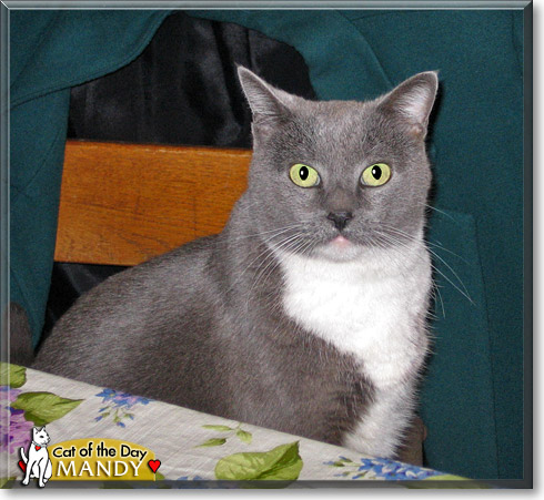Mandy, the Cat of the Day