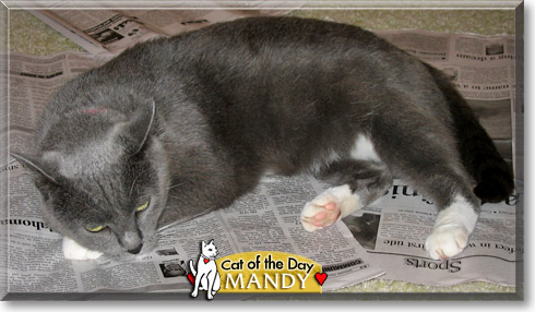 Mandy, the Cat of the Day Mandy, the Cat of the Day