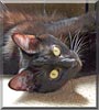 Bagheera