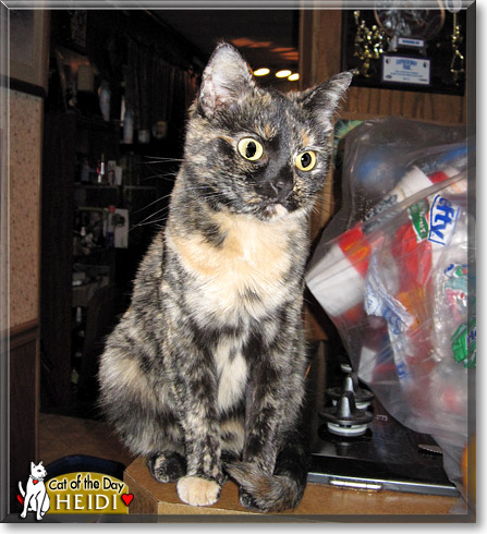 Heidi, the Cat of the Day