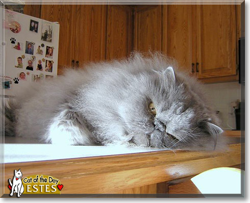 Estes, the Cat of the Day