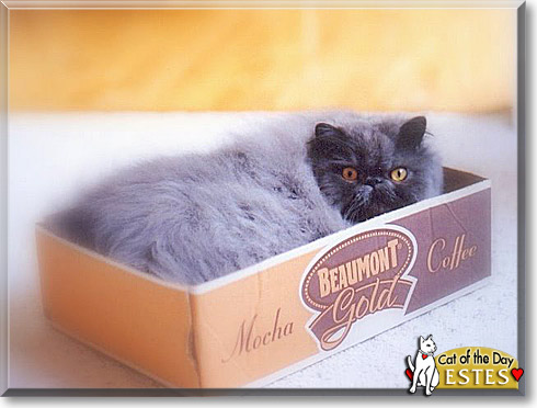 Estes, the Cat of the Day