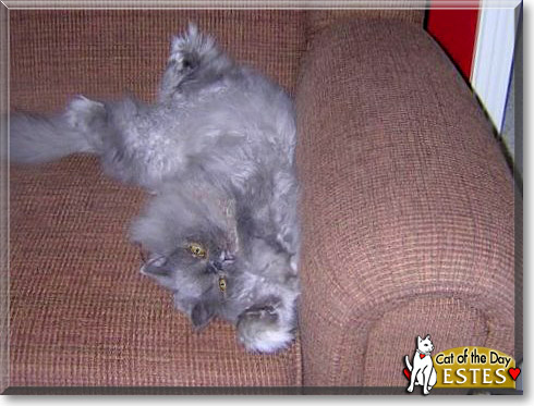 Estes, the Cat of the Day