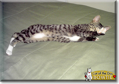 Bowtie, the Cat of the Day
