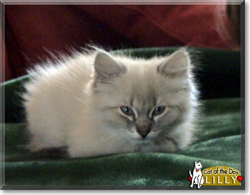 Lilly, the Cat of the Day