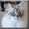 Cat of the Day