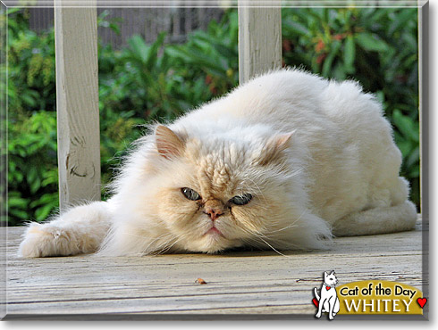 Whitey, the Cat of the Day Whitey, the Cat of the Day
