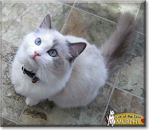 Murphy, the Cat of the Day