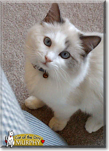Murphy, the Cat of the Day