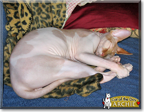 Archie, the Cat of the Day Archie, the Cat of the Day