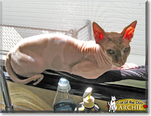 Archie, the Cat of the Day Archie, the Cat of the Day