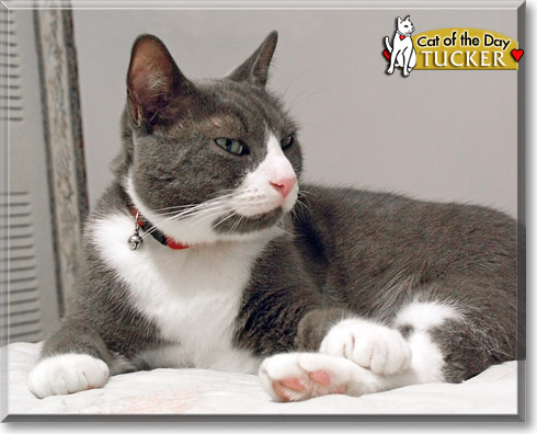 Tucker, the Cat of the Day Tucker, the Cat of the Day