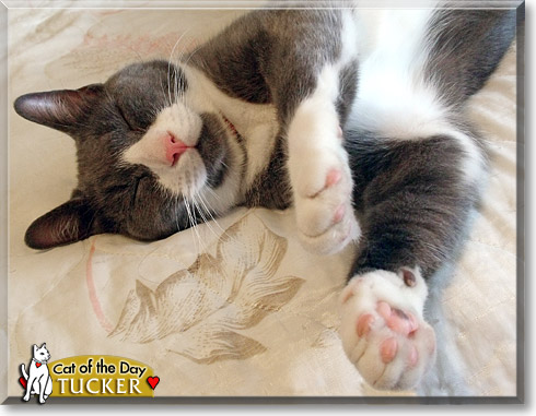 Tucker, the Cat of the Day Tucker, the Cat of the Day