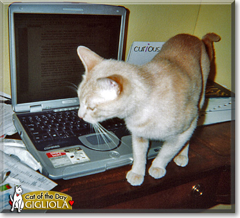 Gigliola, the Cat of the Day