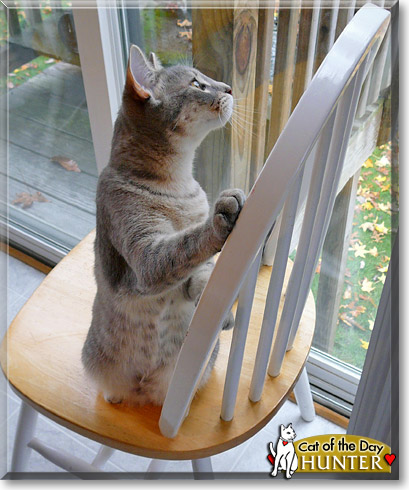 Hunter, the Cat of the Day