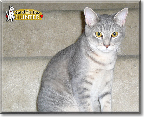 Hunter, the Cat of the Day