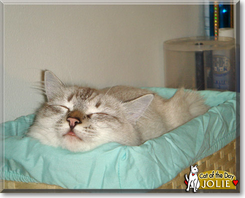 Jolie, the Cat of the Day