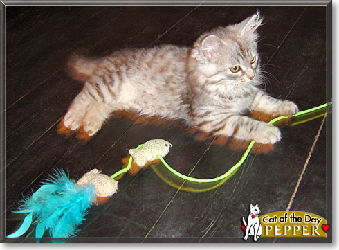 Pepper, the Cat of the Day