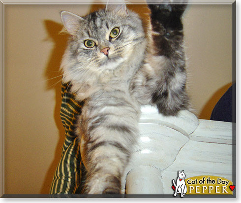Pepper, the Cat of the Day
