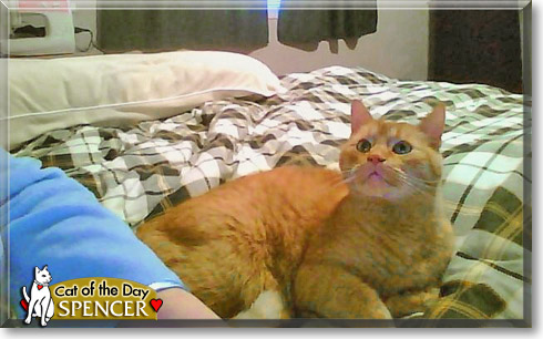 Spencer, the Cat of the Day