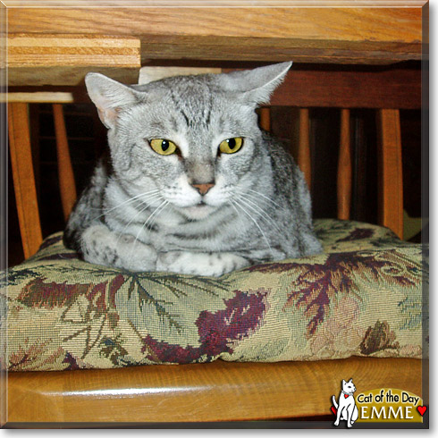 Emme, the Cat of the Day
