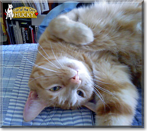Hucky, the Cat of the Day