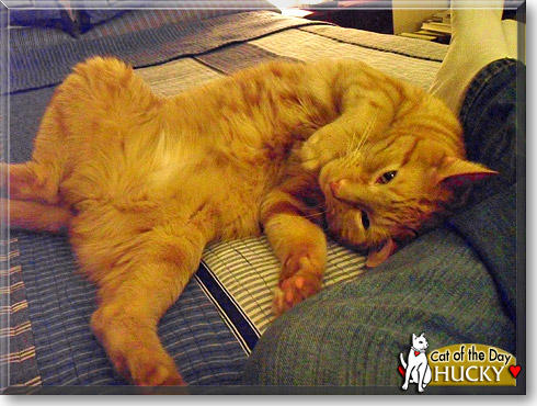 Hucky, the Cat of the Day