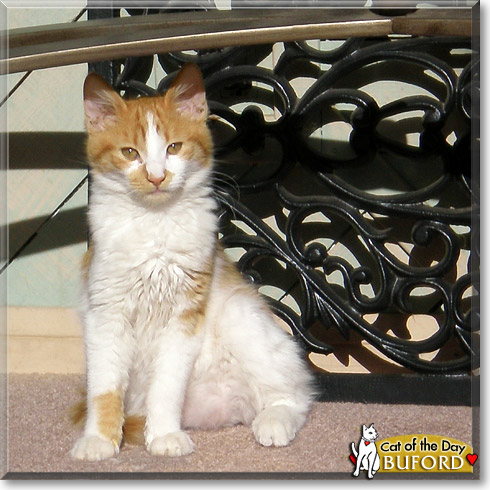 Buford, the Cat of the Day
