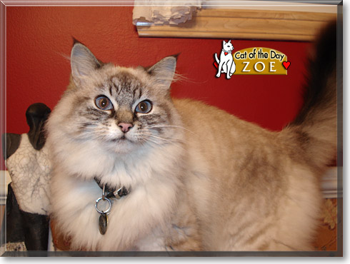 Zoe, the Cat of the Day