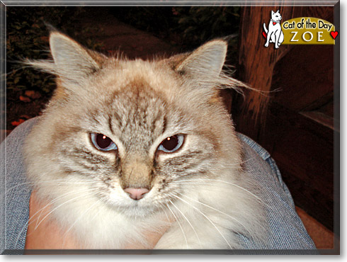 Zoe, the Cat of the Day