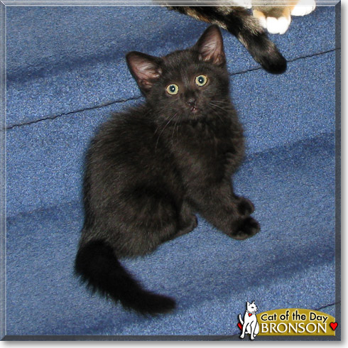 Bronson, the Cat of the Day
