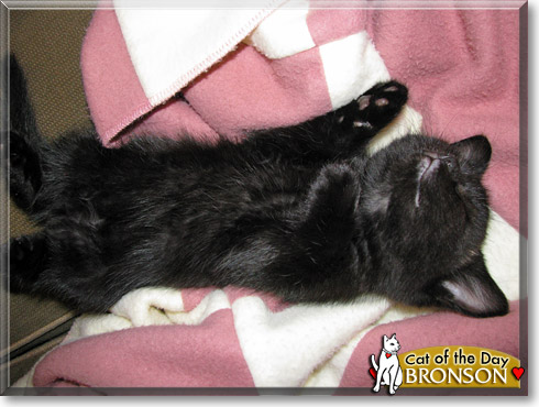 Bronson, the Cat of the Day