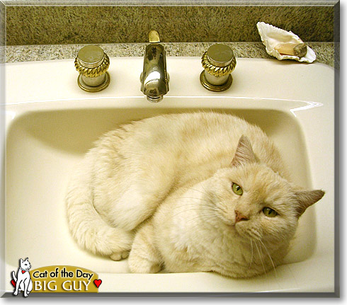 Big Guy, the Cat of the Day Big Guy, the Cat of the Day