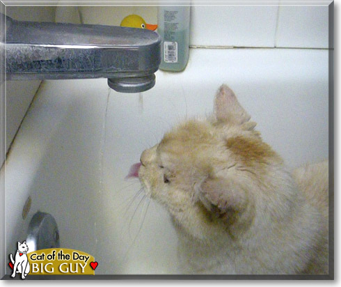 Big Guy, the Cat of the Day Big Guy, the Cat of the Day