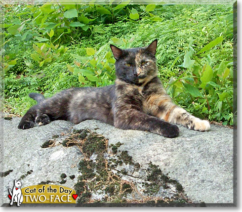 Two Face, the Cat of the Day