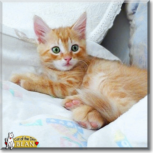 Bean, the Cat of the Day