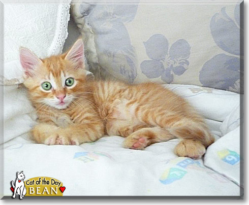 Bean, the Cat of the Day Bean, the Cat of the Day