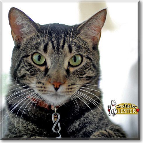 Lester, the Cat of the Day